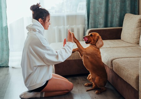 Educación canina