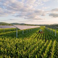 Agricultor colocou 832 painéis solares sobre a plantação e manteve 80% da colheita de milho enquanto produzia eletricidade no mesmo terreno 