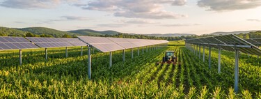 Agricultor colocou 832 painéis solares sobre a plantação e manteve 80% da colheita de milho enquanto produzia eletricidade no mesmo terreno 