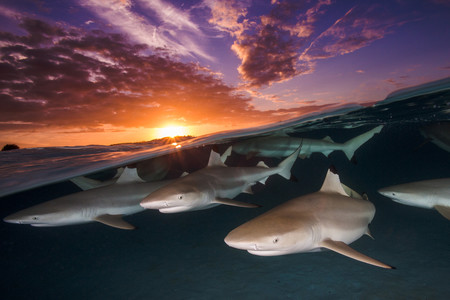 Estas son las imágenes vencedoras de los '2018 Underwater Photographer of the Year Awards', premios de fotografía submarina