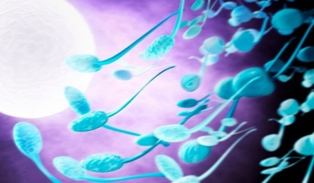 espermatozoides-ovulo