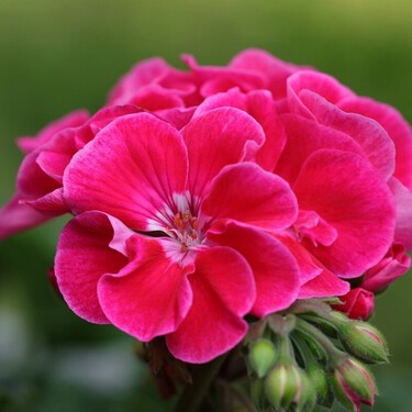 Cuál es el mejor momento para podar el geranio, y cómo hacerlo para conseguir una floración espectacular al año siguiente