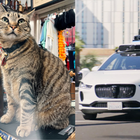 Táxi da Waymo mata gato em viagem e revolta habitantes de São Francisco que questionam segurança de veículos que dirigem sozinhos 