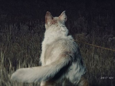 'It Comes at Night', tráiler del film de terror con Joel Edgerton