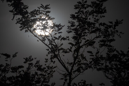 Sony A7R VI
