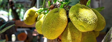 Jackfruit: qué es y por qué está revolucionando la gastronomía vegetariana