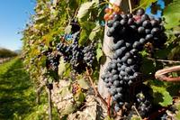 El vino: bebida nacional de Argentina