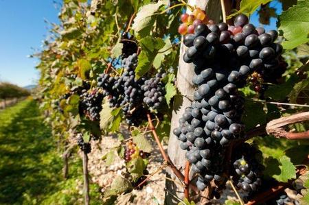 El vino: bebida nacional de Argentina