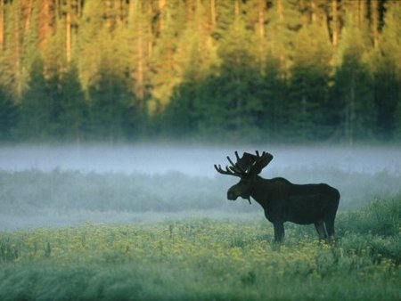 De Parques Nacionales por Estados Unidos: en plena naturaleza