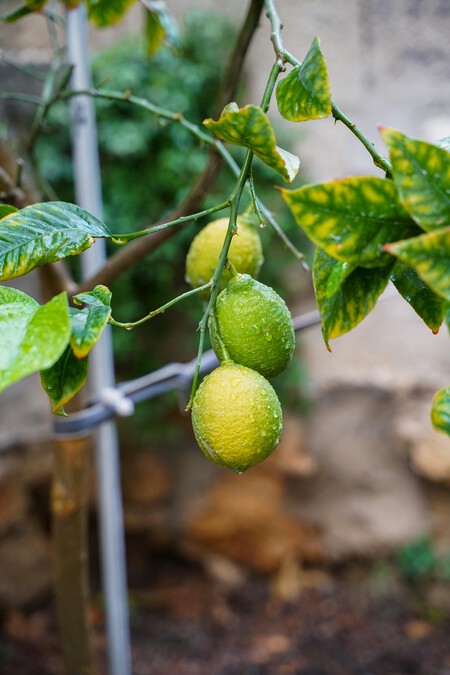 Para qué sirve colgar papel aluminio en un limonero