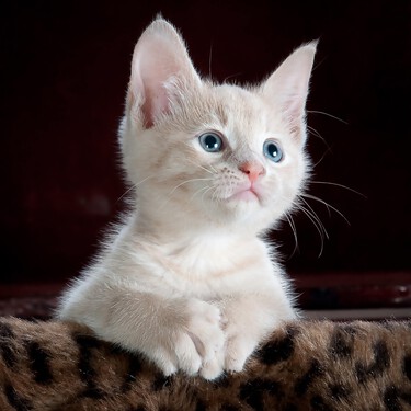 ¿Buscas nombre para tu gato? 99 nombres cortos y bonitos que te inspirarán 