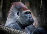 En busca de gorilas en África