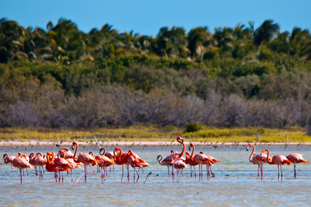 Pedernales