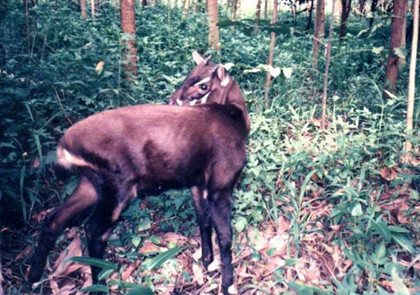 El último mamífero y los secretos de las selvas de Vietnam