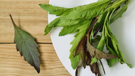 ¿Para qué es bueno el epazote? Descubre sus sorprendentes beneficios para la salud