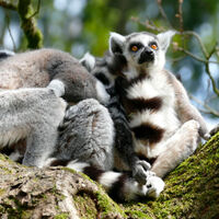 Se buscan voluntarios para vivir en una isla paradisíaca de Madagascar: objetivo, preservar el ecosistema 