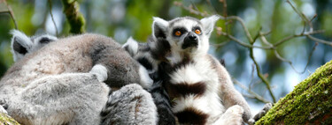 Se buscan voluntarios para vivir en una isla paradisíaca de Madagascar: objetivo, preservar el ecosistema 
