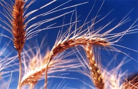 Los cereales en la alimentación infantil: el trigo y el trigo sarraceno