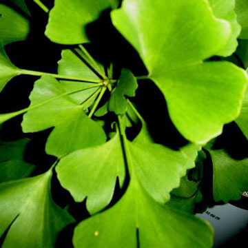 Las propiedades del Ginkgo Biloba