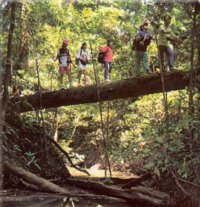 Las selvas de Malaysia