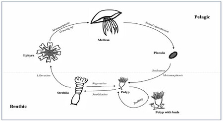 Ciclo Reproductivo De Las Medusas