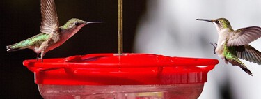 Cómo hacer agua o néctar para colibríes con 2 ingredientes: la receta segura para atraerlos a tu casa 