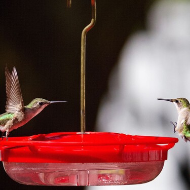 Cómo hacer agua o néctar para colibríes con 2 ingredientes: la receta segura para atraerlos a tu casa 