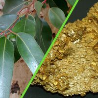 Las hojas de estos árboles guardan oro y se han convertido en una reserva natural inesperada