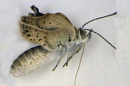 Las mariposas mutantes de Fukushima