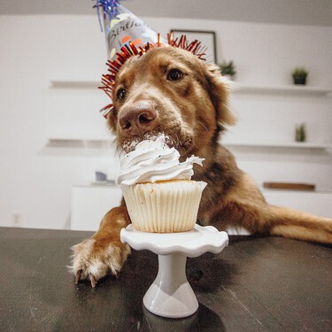 Qué comida hay que darle a tu perro y en qué cantidad 