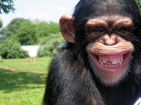 ¿Los animales tienen cultura?