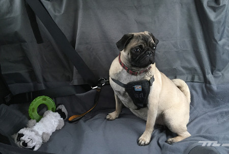 Mascota En El Auto2
