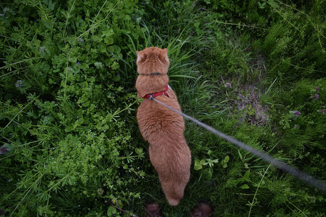Gato paseando con correa