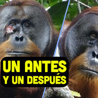 Científicos alemanes han descubierto un orangután que se automedica con plantas medicinales. Nunca antes habíamos visto nada igual