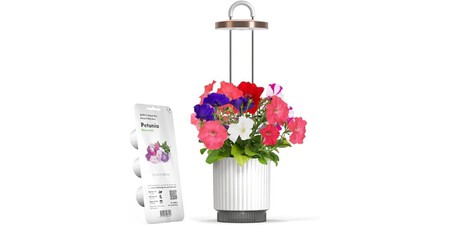 Kit Petunia Click Grow