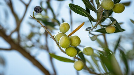 Olivos