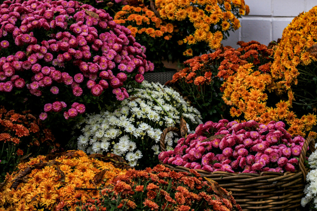 Estas son las ocho flores de otoño que llenan de color y alegría tu jardín