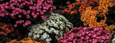 Ocho plantas con flor ideales para llenar de color el jardín en otoño 