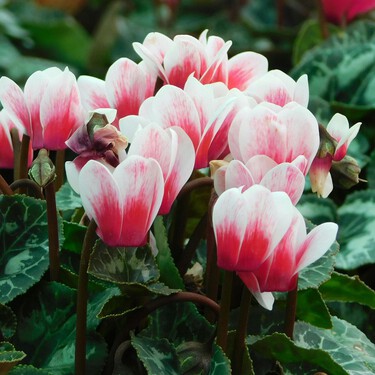 Lidl pone a la venta la planta que florece en invierno por menos de 3 euros: es resistente y apenas necesita agua