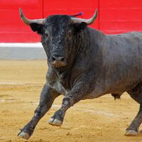 Prohibir corridas de toros abre otro dilema en México: salvar animales o extinguir al toro de lidia