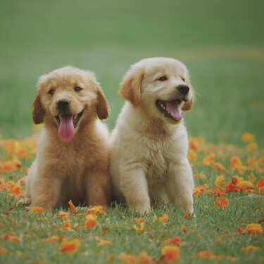 99 nombres cortos para perros (y que sea fácil llamarlos) 