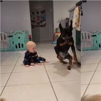 El tierno vídeo de una perra con parálisis que enseña a gatear a un bebé 