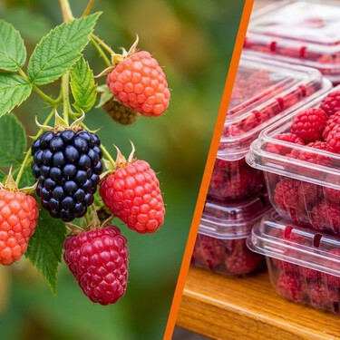 Este Pueblo Mágico en Puebla es famoso en el mundo por sus deliciosos frutos rojos