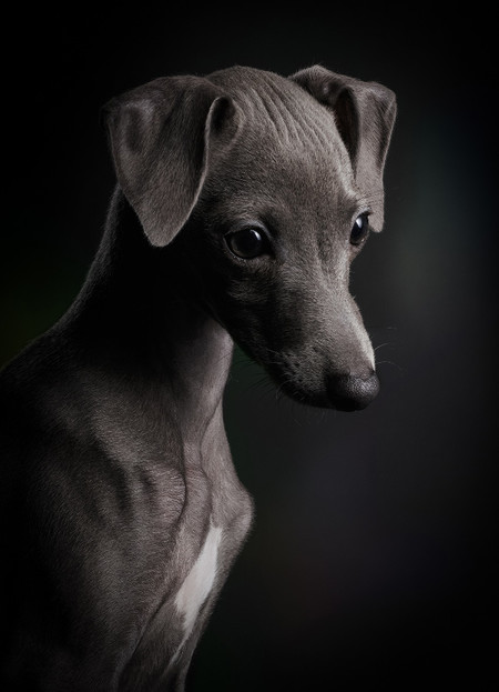 dogoftheyear