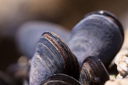 La actividad humana podría estar detrás del cáncer que sufren los mejillones, las almejas y los berberechos