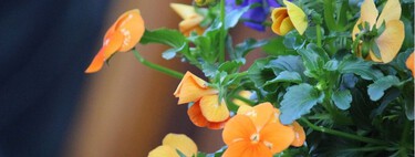 Las flores ideales para plantar en septiembre: resisten el frío, necesitan pocos cuidados y llenan de color las macetas