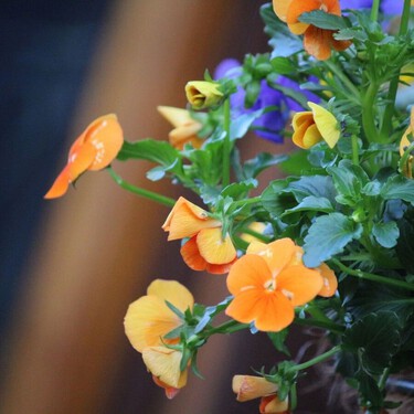 Son ideales para plantar en septiembre: flores que resisten el frío, sin casi cuidados y llenan de color las macetas durante el otoño