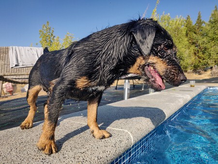 Presencia de mascotas en zonas comunes de urbanizaciones