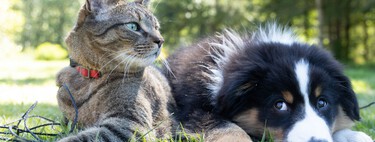 La UE mueve ficha: a partir del 31 de agosto de 2028, todo el que venda o dé en adopción un perro o un gato tendrá que entregar por escrito historial clínico y estado de vacunación 