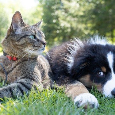 La UE mueve ficha: a partir del 31 de agosto de 2028, todo el que venda o dé en adopción un perro o un gato tendrá que entregar por escrito historial clínico y estado de vacunación 